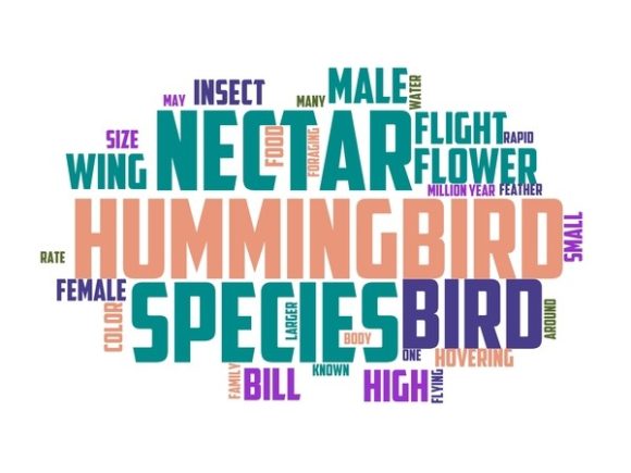 Hummingbird Peak Typography Tshirt