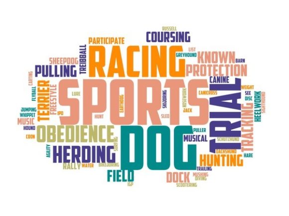 Mastering Dog Sport Typography Wallpaper: A Creative Guide for Designers and Enthusiasts